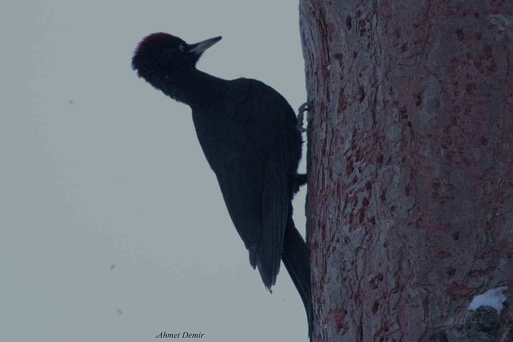 Black Woodpecker